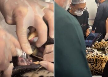 Onça recebe prótese de titânio após quebrar dente em Goiás