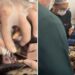 Onça recebe prótese de titânio após quebrar dente em Goiás