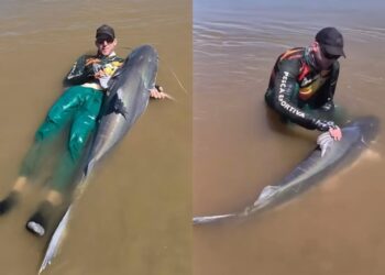 Peixes gigantes que não podem ser consumidos: pescador captura piraíba de quase 2 metros, no Rio Araguaia