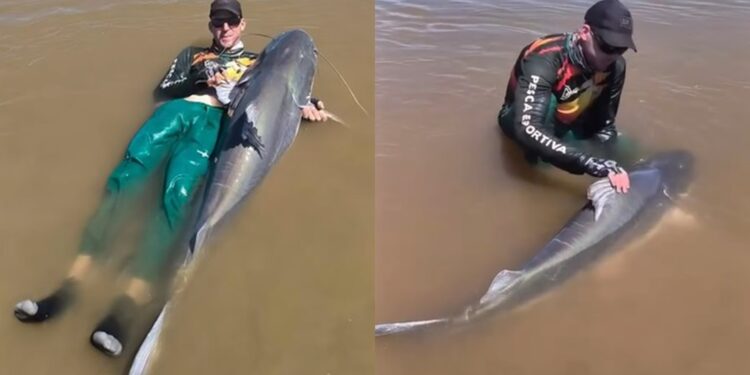 Peixes gigantes que não podem ser consumidos: pescador captura piraíba de quase 2 metros, no Rio Araguaia