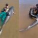 Peixes gigantes que não podem ser consumidos: pescador captura piraíba de quase 2 metros, no Rio Araguaia